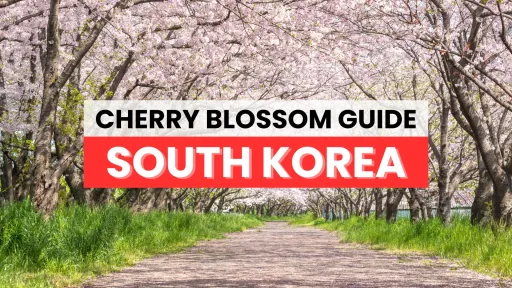 image for article A Guide to Cherry Blossom Season in South Korea: A Breathtaking Springtime Experience