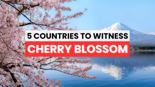 image for article 5 Places to See Cherry Blossoms around the World