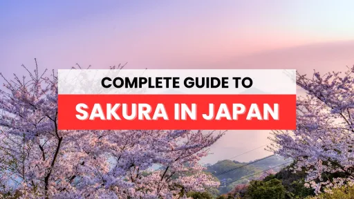 image for article A Guide to Cherry Blossom Season in Japan: A Breathtaking Experience