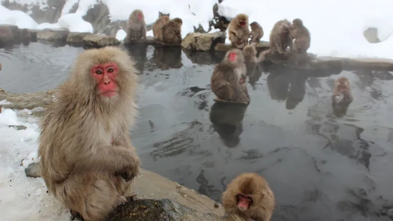 Jigokudani Monkey Park, Nagano