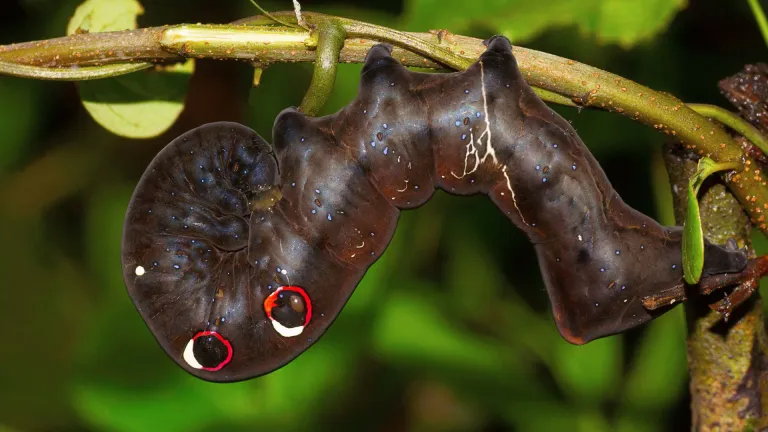 Hawk Moth Caterpillar in Chorla Ghat