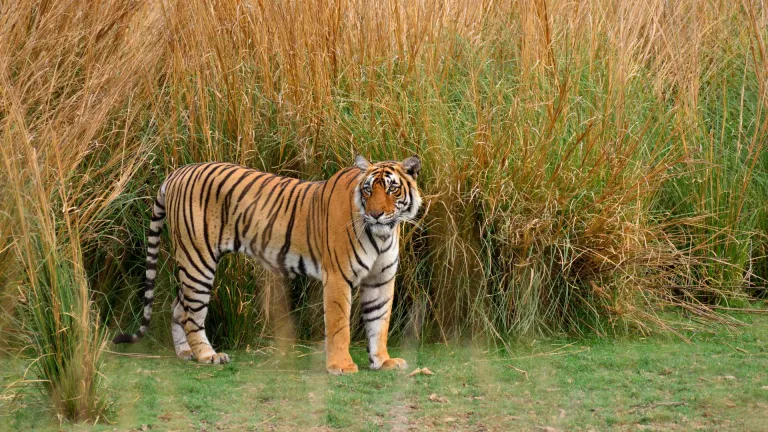 Bengal tiger at Ranthambore National Park