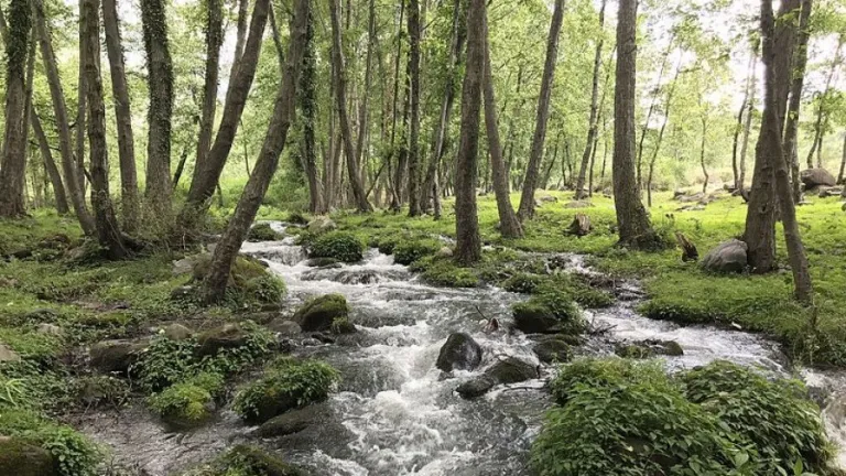 Shoja Waterfall Point