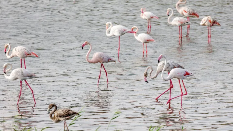 Great flamingos at Al Wathba Wetland Reserve