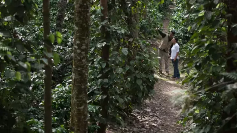 Coffee Plantation Walk, Chikmagalur