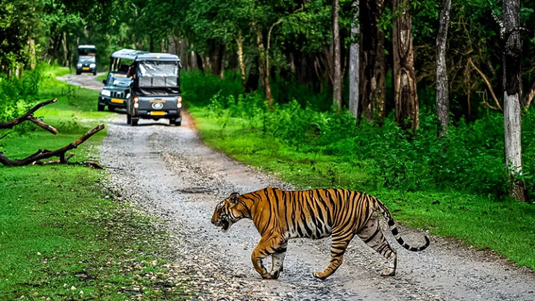 Leopard at Kabini Forest Reserve