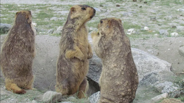 Himalayan marmots in Ladakh