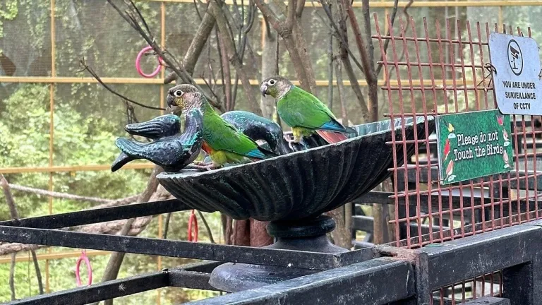 Sidkeong Tuluk Bird Park