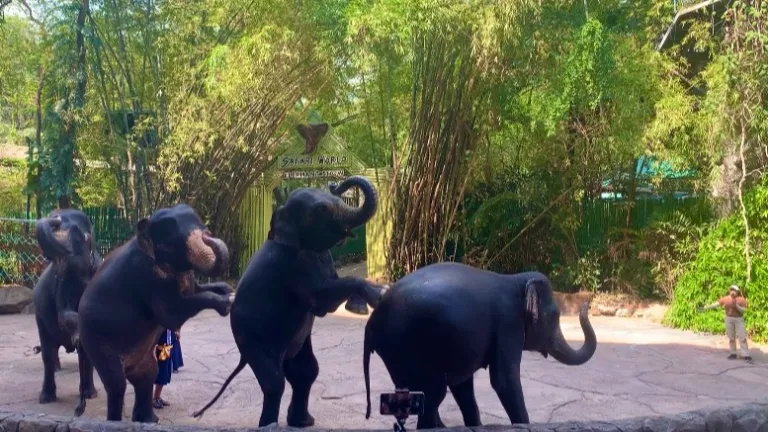 Elephant show, Safari World, BangkokBy Wikieditkid - Own work, CC BY-SA 4.0