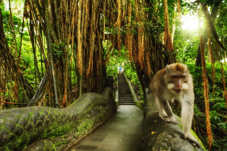 Monkey Forest Sanctuary in Ubud