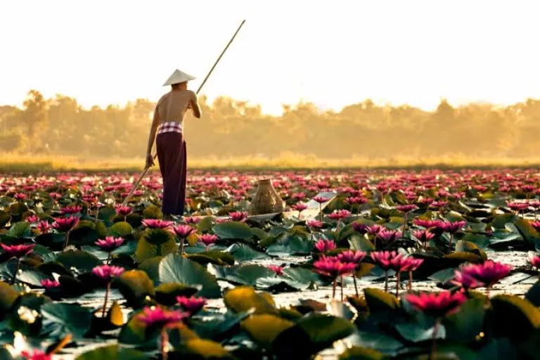 Sea of Pink Lotus Flowers