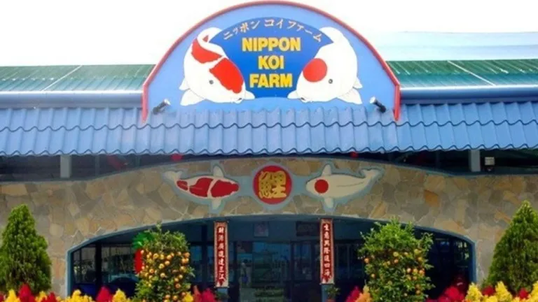 Koi fish farm at Kranji Countryside@@