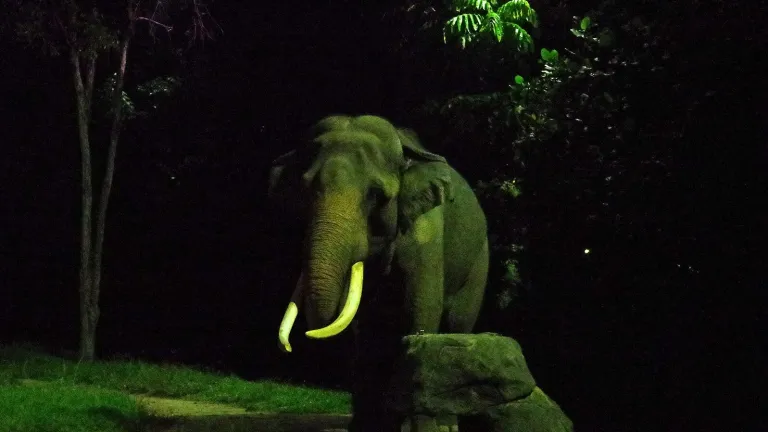 Bull Asian elephant at night safari@@By pelican from Tokyo, Japan - Night Safari, Singapore, CC BY-SA 2.0