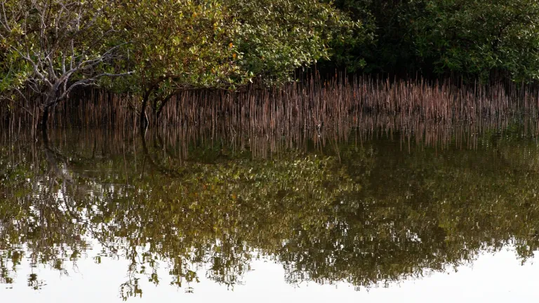 Al Thakira Mangroves