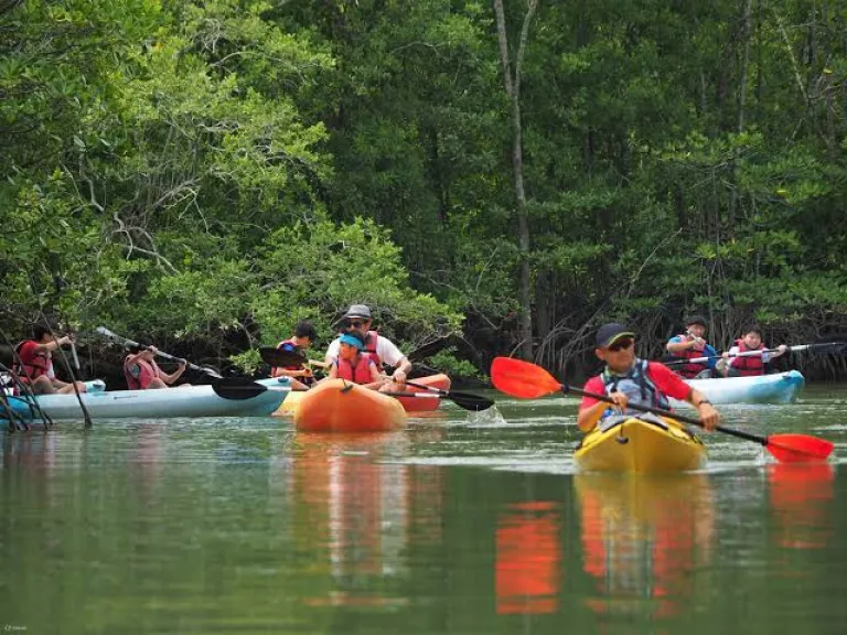 Kayak Through Mangroves and Spot Wild Dolphins