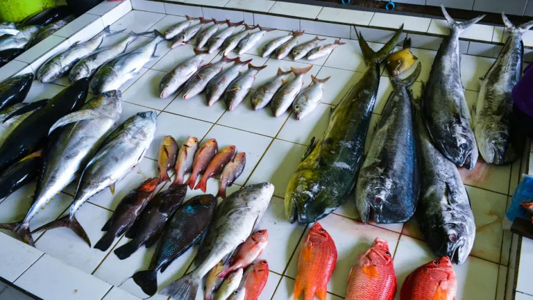 Colorful fishes at the Mal&eacute; fish market