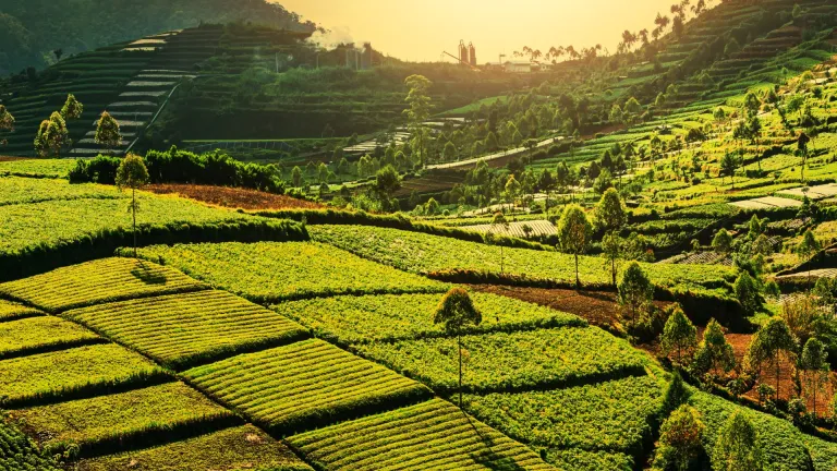 Onion field in Indonesia