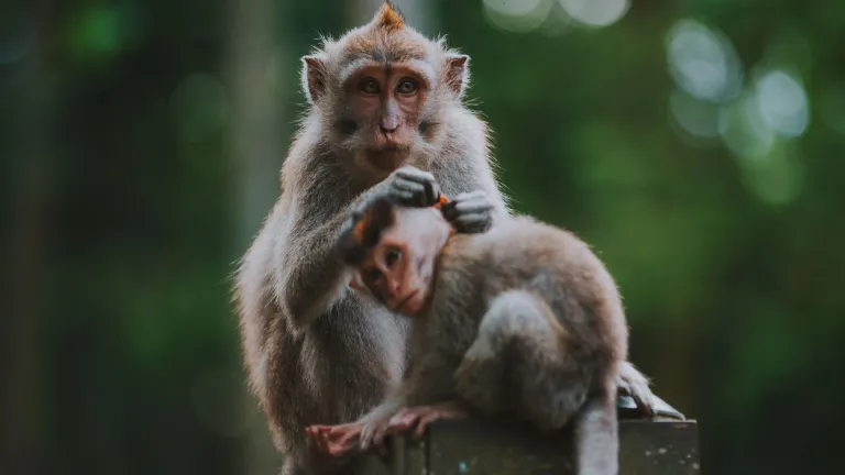 Monkeys in the Sacred Monkey Forest Sanctuary