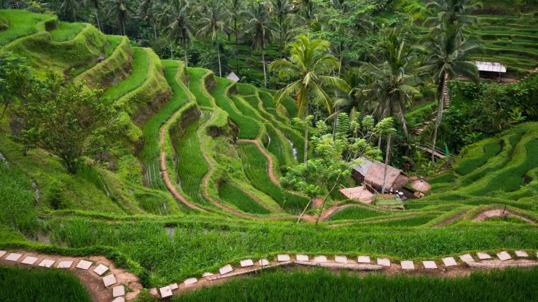 Tegalalang rice terraces