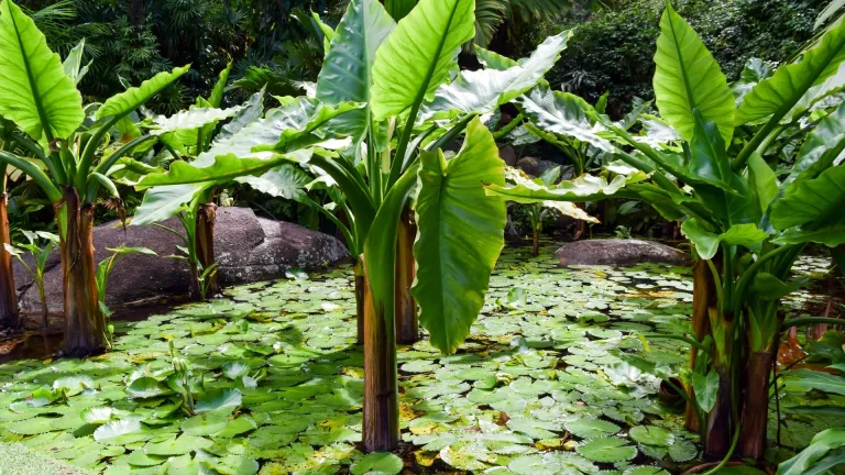 Typhonodorum (Water Banana) in Seychelles National Botanical Garden