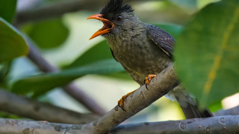 Seychelles bulbul, an endemic bird of the Seychelles