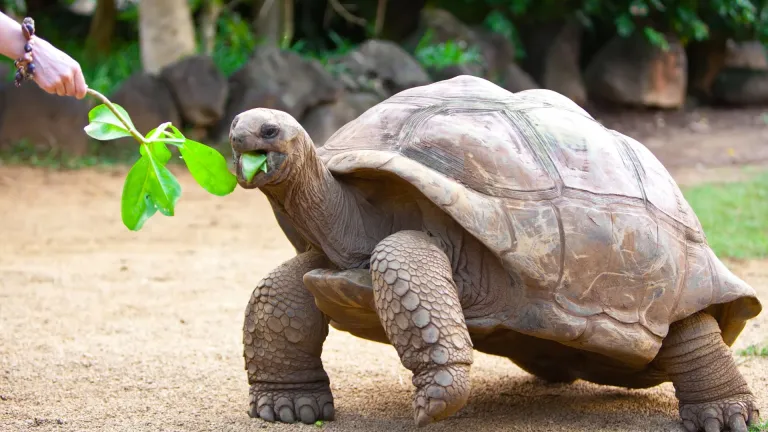 Giant Aldabra Turtle in Seychelles