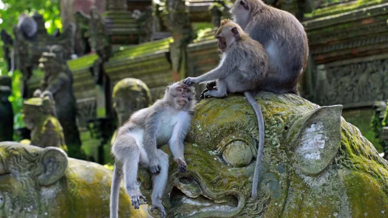 Monkeys in Ubud Monkey Forest