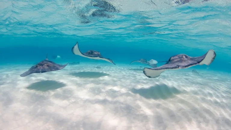 Stingray city on Cayman Islands