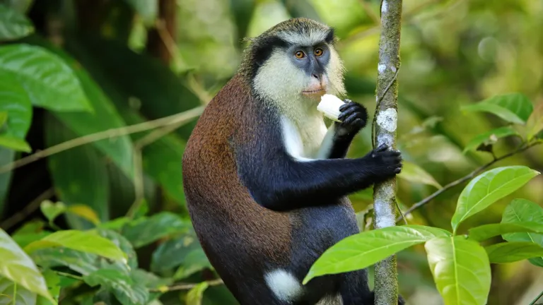 Mona monkey, Grand Etang National Park, Grenada