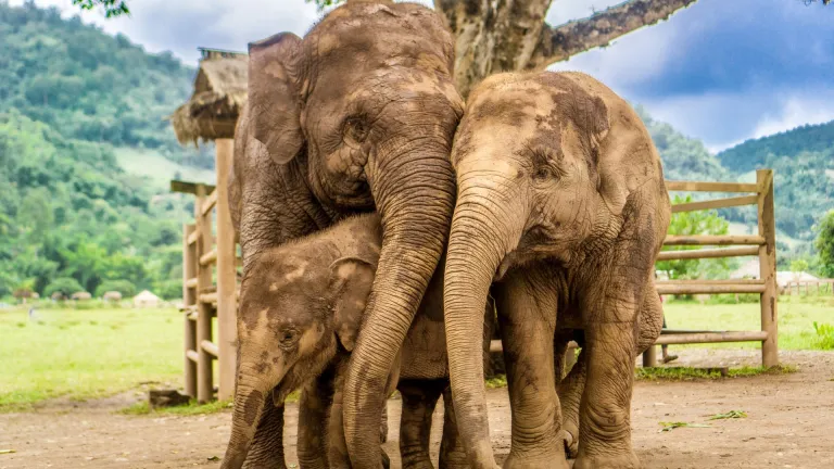 Elephants in Chiang Mai