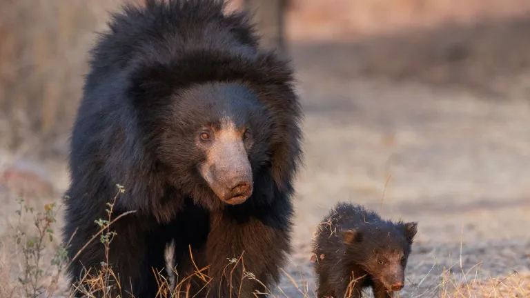 Indian Sloth Bear in Daroji Sloth Bear Sanctuary