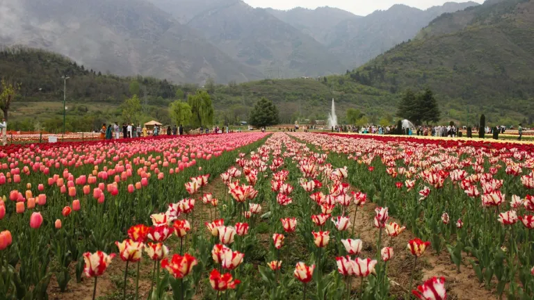 Tulip Festival, Srinagar