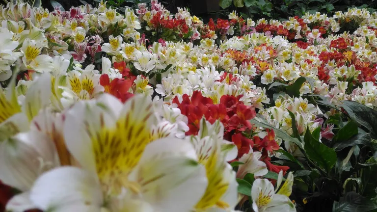 International Flower Festival, Gangtok