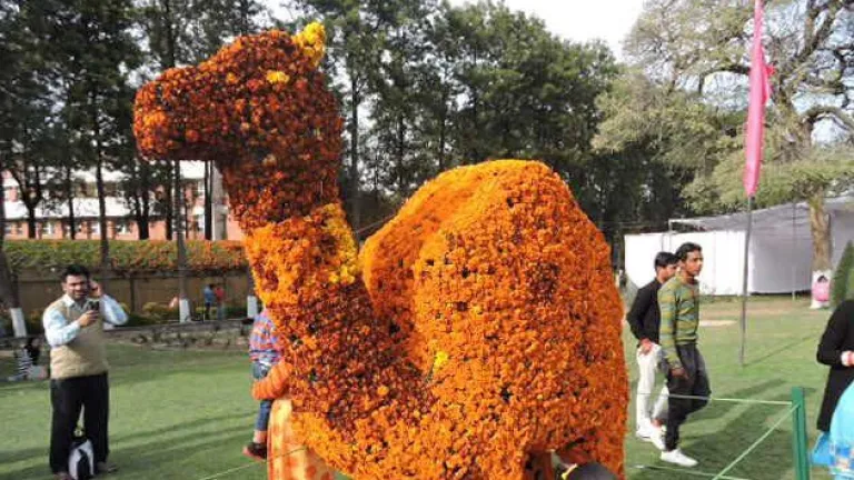 Rose Festival, Chandigarh