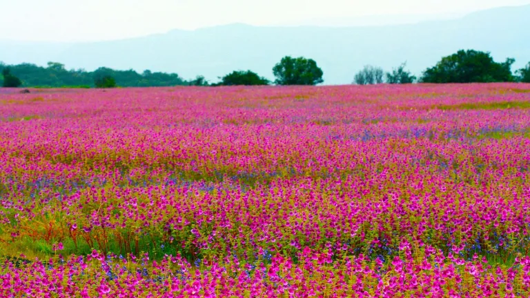 Kaas Plateau Flower Festival, Maharashtra