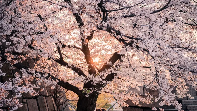 Cherry blossoms