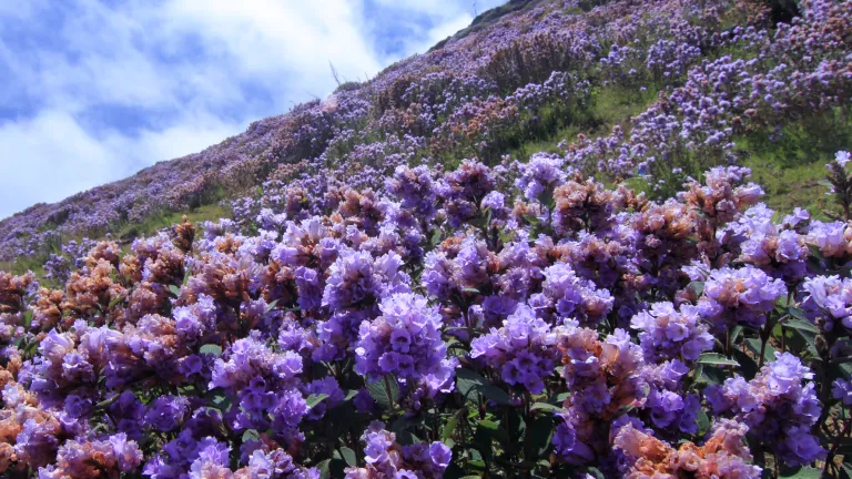 Neelakurinji blooms