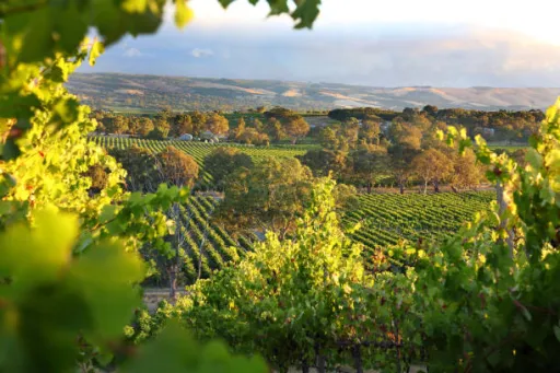 image for article Indian Travelers Guide to  Adelaide - 2025
