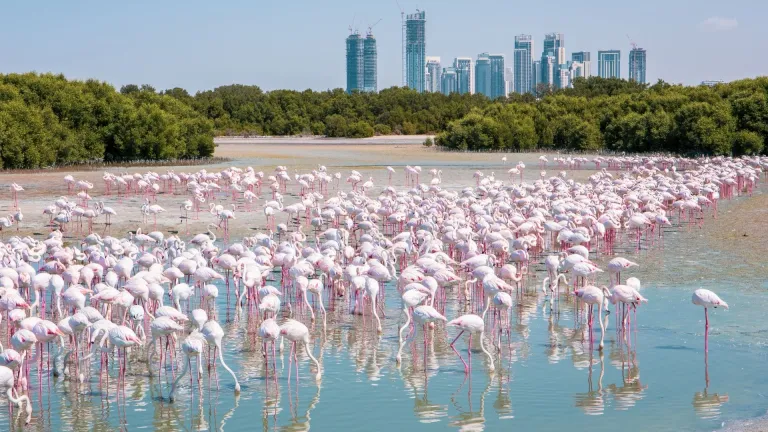 Great flamingos at Ras Al Khor Wildlife Sanctuary