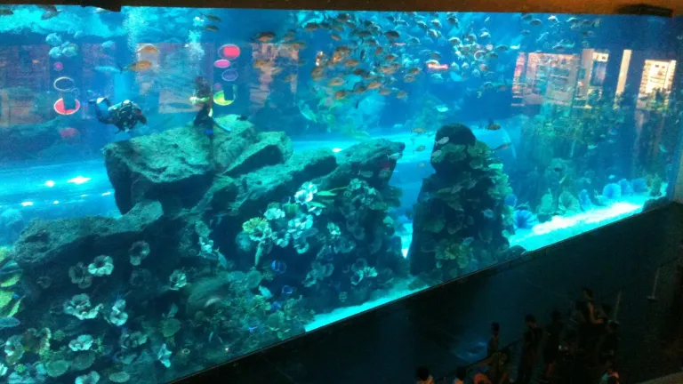 Dubai Aquarium