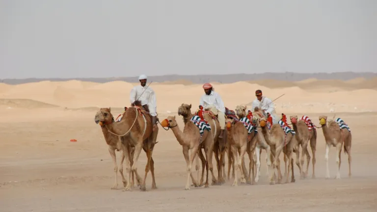 Al Marmoom Camel Racetrack