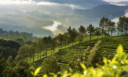 image for article Best Things to Do In Munnar for Family in 2025