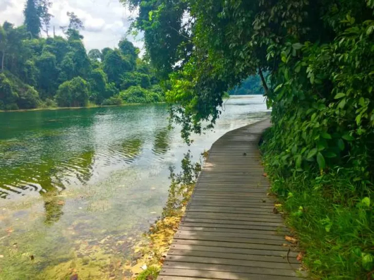Trekking in MacRitchie Reservoir Park in Singapore 