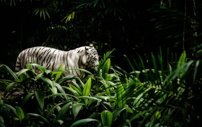 Go on an adventure with the Night Safari in Singapore 