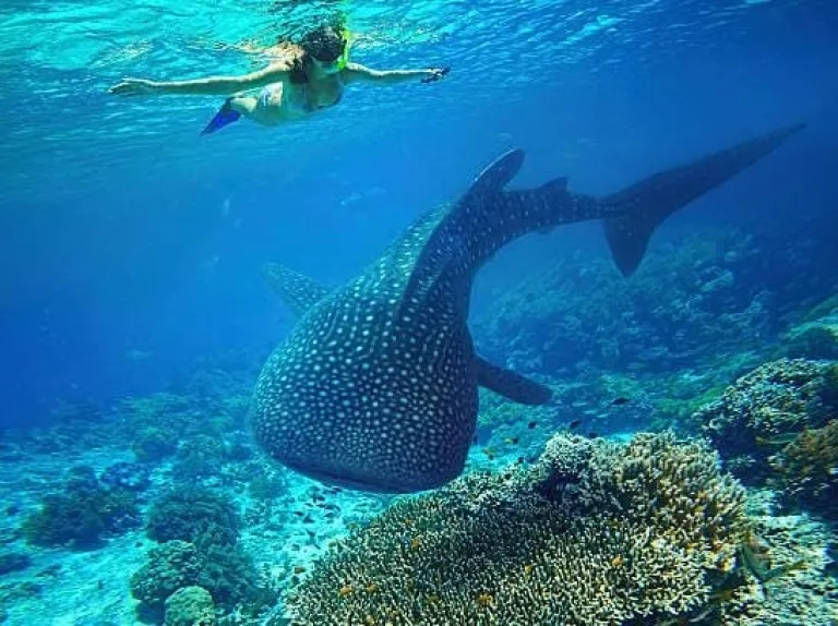 Cebu