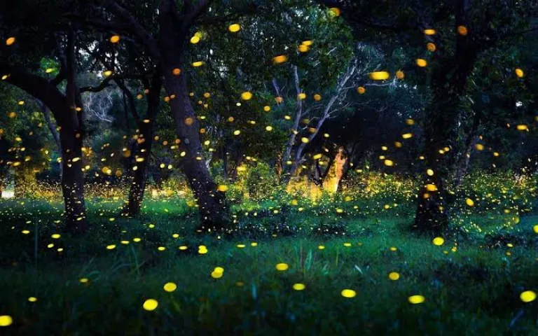 Fireflies Festival
