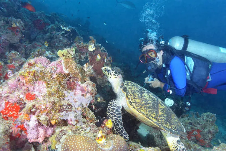 Scuba Diving at Sipadan