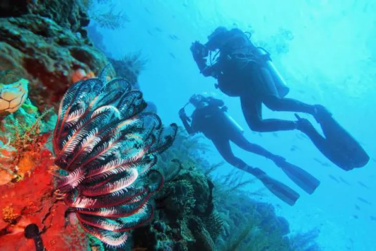  Scuba Diving Raja Ampat, Indonesia