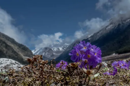 image for article 10 Best Valleys to visit in India