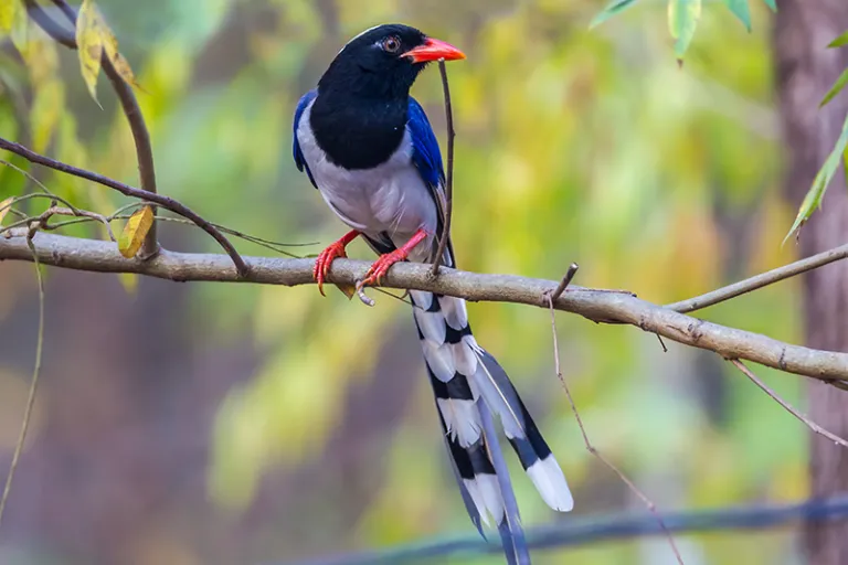 @@India Bird Watching 
